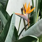 Estrelicia شقة *