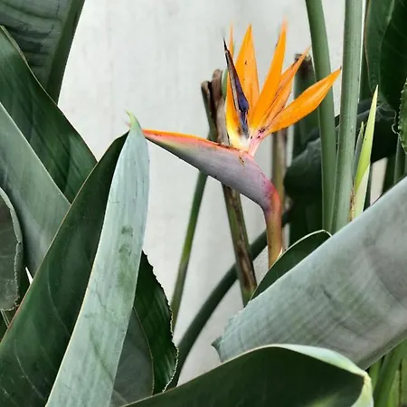 Estrelicia Apartment *