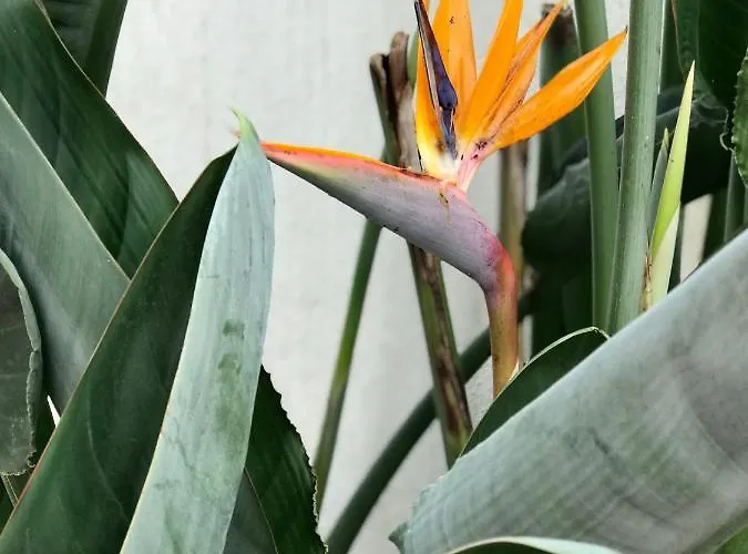 Estrelicia 아파트 *